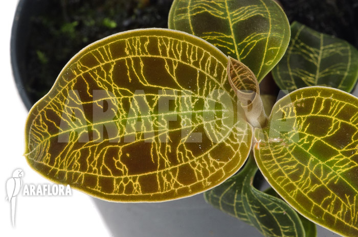 Macodes petola ‚Gold‘ ‚S‘