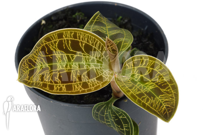 Macodes petola ‚Gold‘ ‚S‘