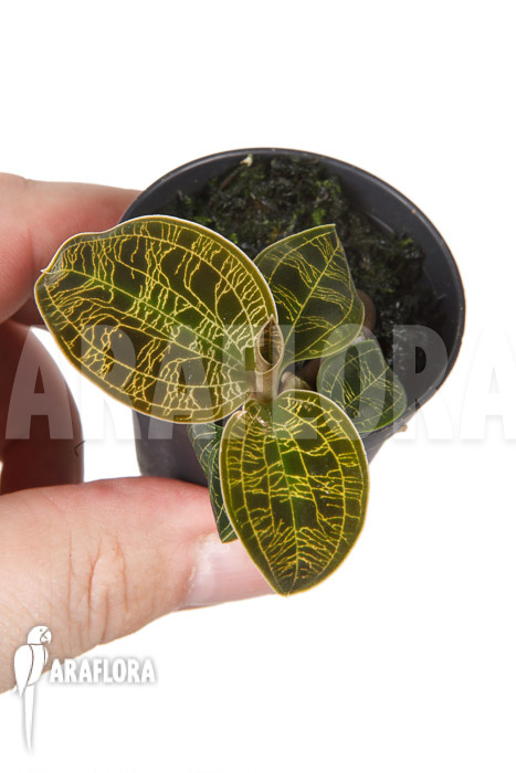 Macodes petola ‚Gold‘ ‚S‘