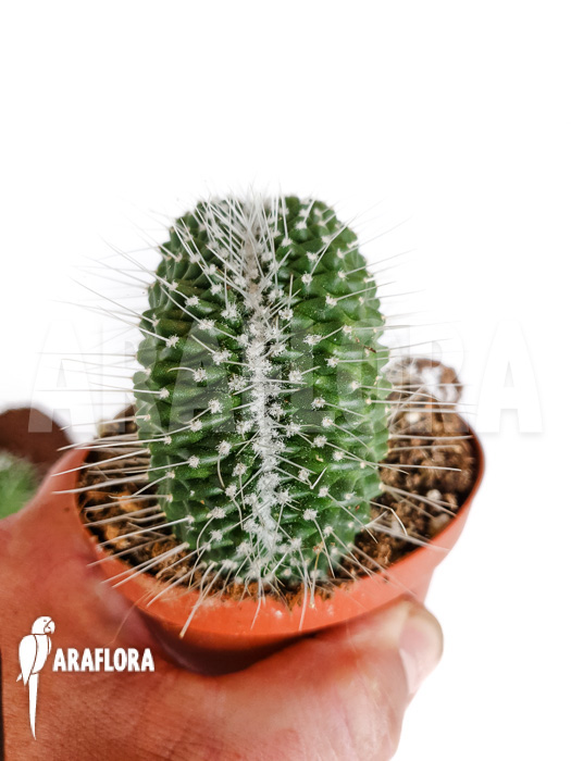Mammillaria spinosissima ‚un pico cristata‘