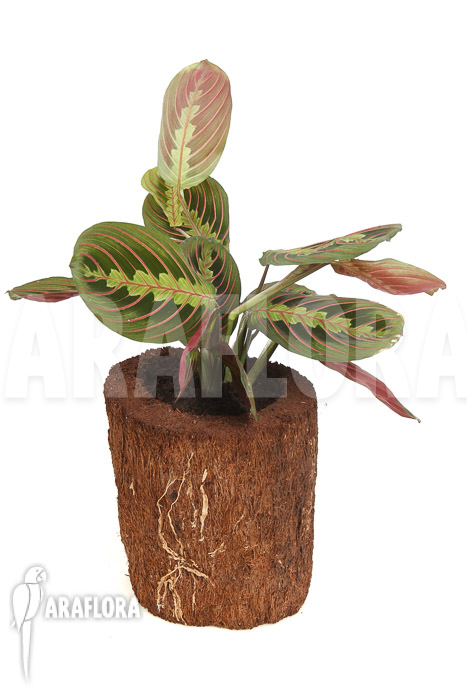 Maranta leuconeura var ‚Fascinator‘