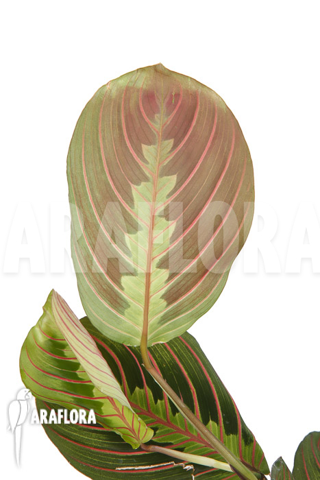 Maranta leuconeura var ‚Fascinator‘