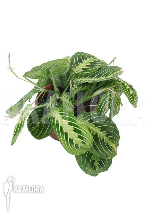 Marantha ‚Lemon lime‘