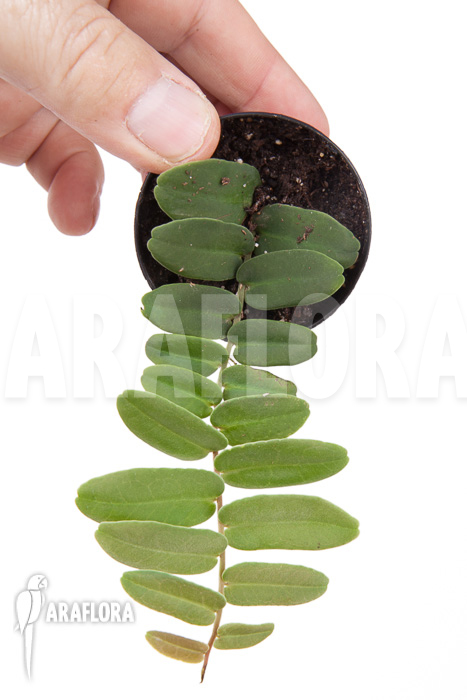 Marcgravia rectifolia starterplug