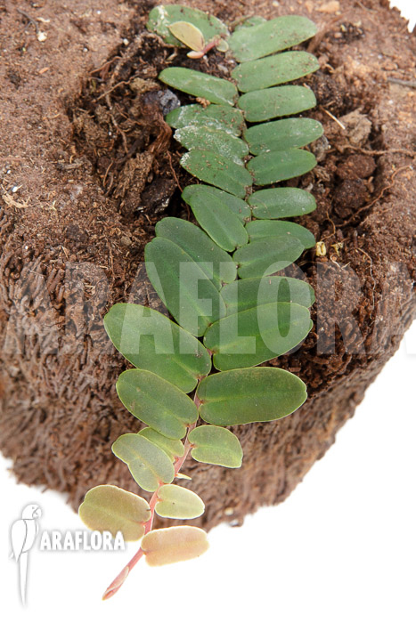 Marcgravia sintenisii ‚Starter‘