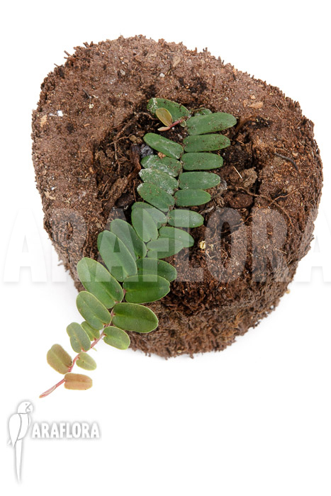 Marcgravia sintenisii ‚Starter‘