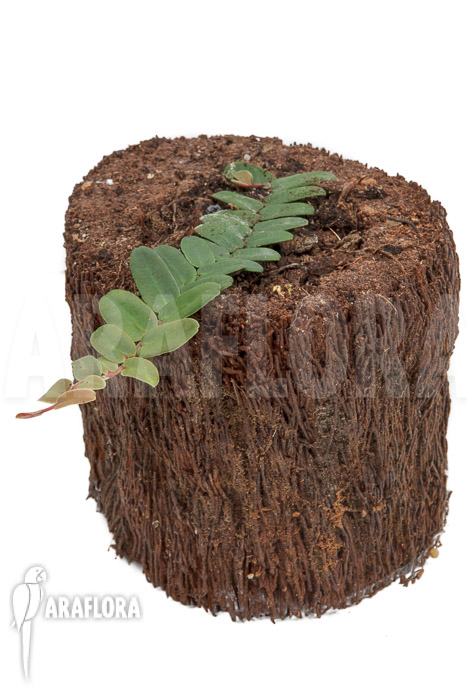 Marcgravia sintenisii ‚Starter‘