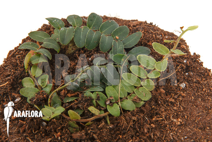 Marcgravia species ‚New Small‘