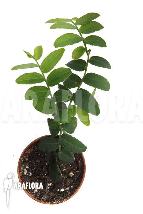 Marcgravia umbellata ‚Starter‘