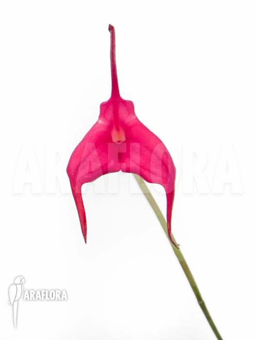 Masdevallia barlaeana