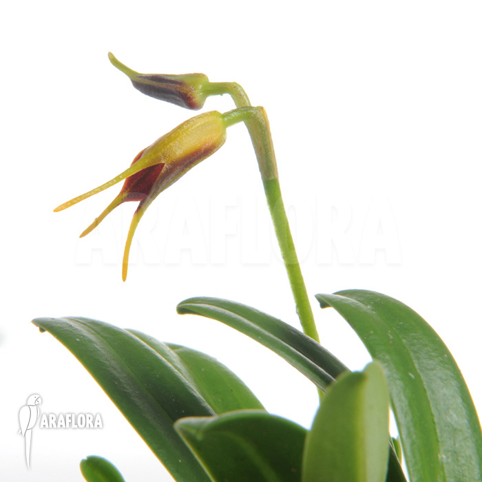 Masdevallia bicolor