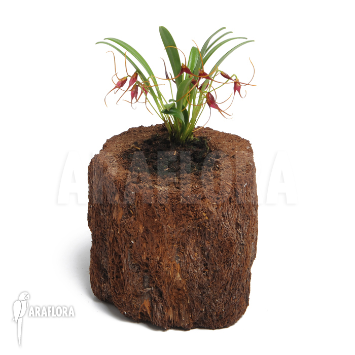 Masdevallia herradurae