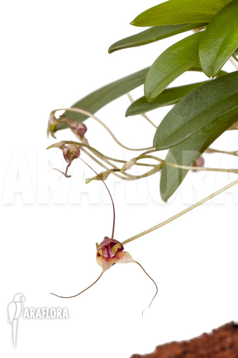 Masdevallia hybrid ‚mounted‘