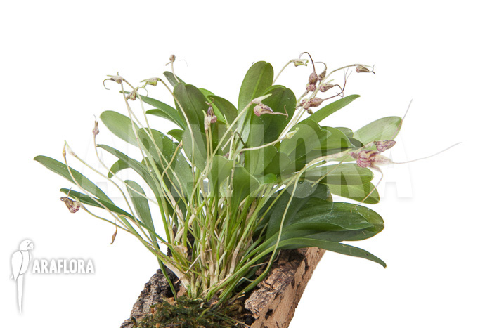 Masdevallia hybrid ‚mounted‘