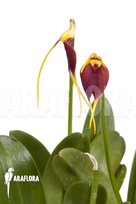 Masdevallia impostor