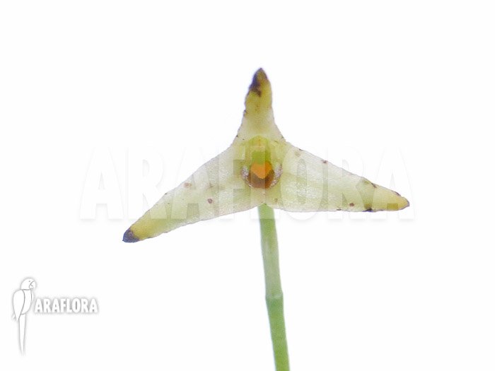 Masdevallia minuta