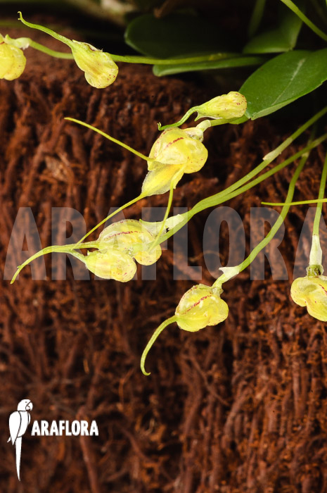 Masdevallia nidifica ‚Yellow‘