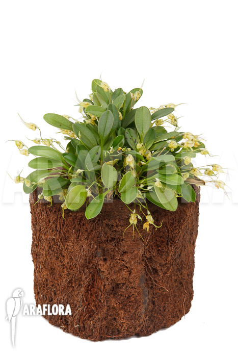 Masdevallia nidifica ‚Yellow‘