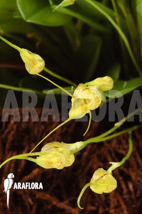 Masdevallia nidifica ‚Yellow‘