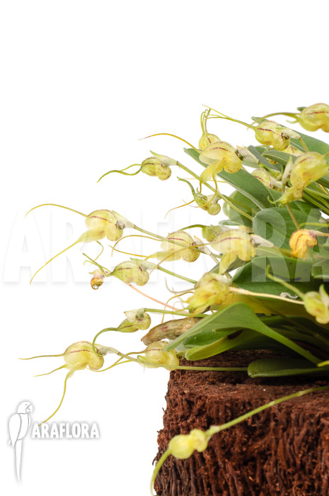 Masdevallia nidifica ‚Yellow‘