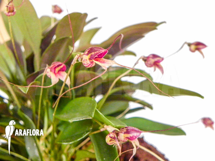 Masdevallia nifidica ‚dark‘