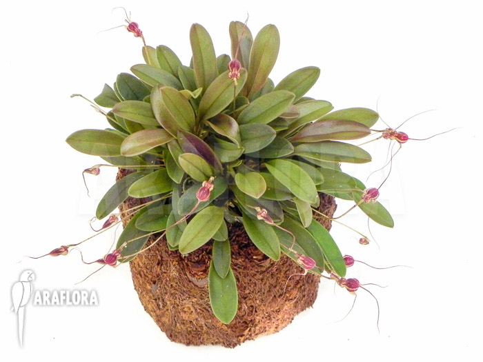 Masdevallia nifidica ‚dark‘