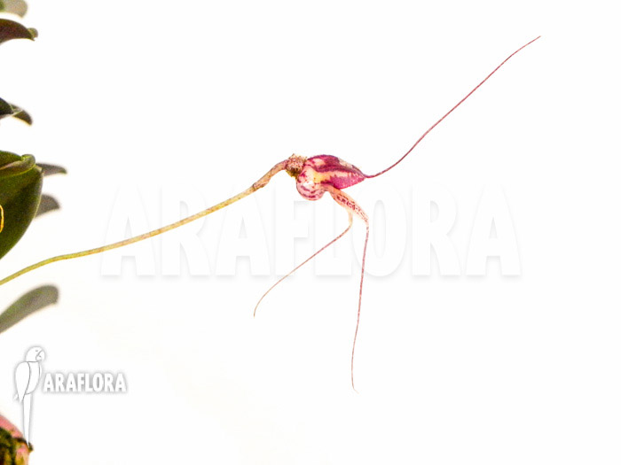 Masdevallia nifidica ‚dark‘