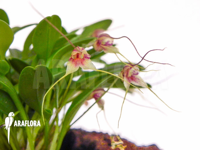 Masdevallia nifidica ‚green‘