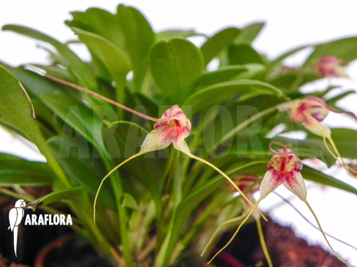 Masdevallia nifidica ‚green‘