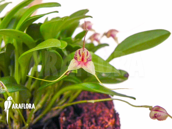 Masdevallia nifidica ‚green‘