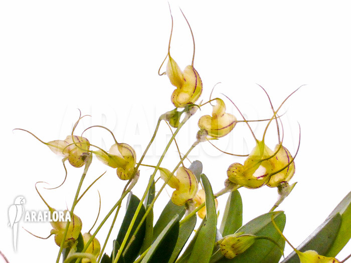 Masdevallia nifidica ‚yellow‘