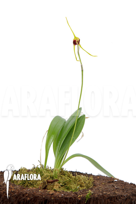 Masdevallia oreas