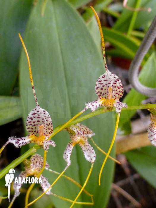 Masdevallia pachyura flower
