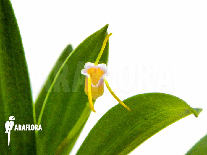 Masdevallia paivaeana