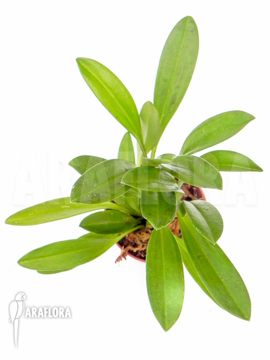 Masdevallia polysticta