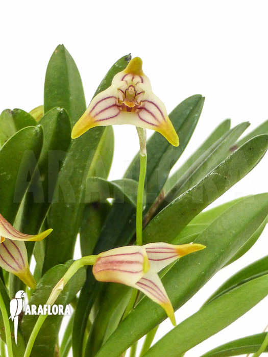 Masdevallia striatella