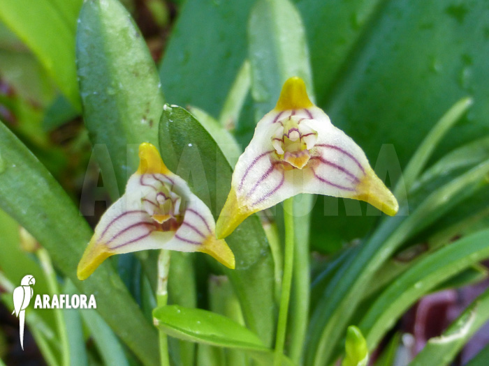 Masdevallia striatella