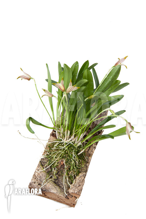 Masdevallia striatella ‚mounted‘