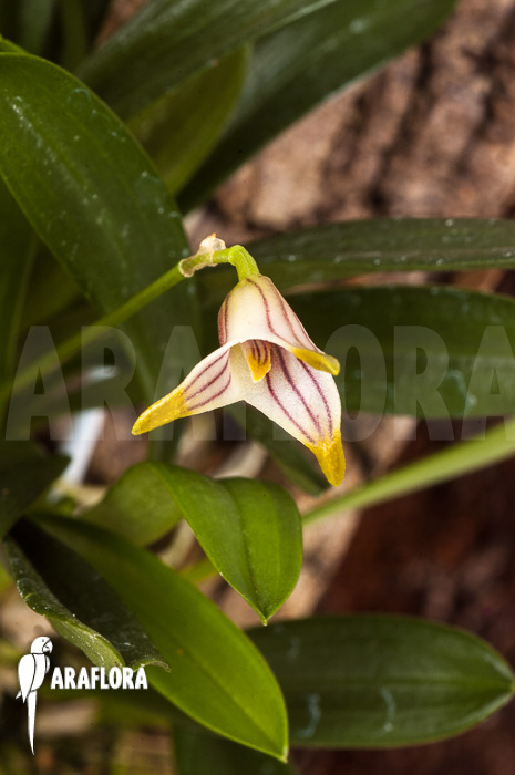 Masdevallia striatella ‚mounted‘