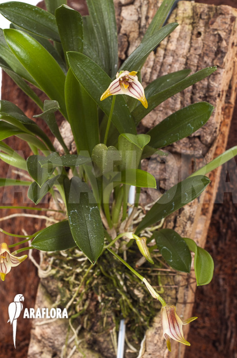 Masdevallia striatella ‚mounted‘
