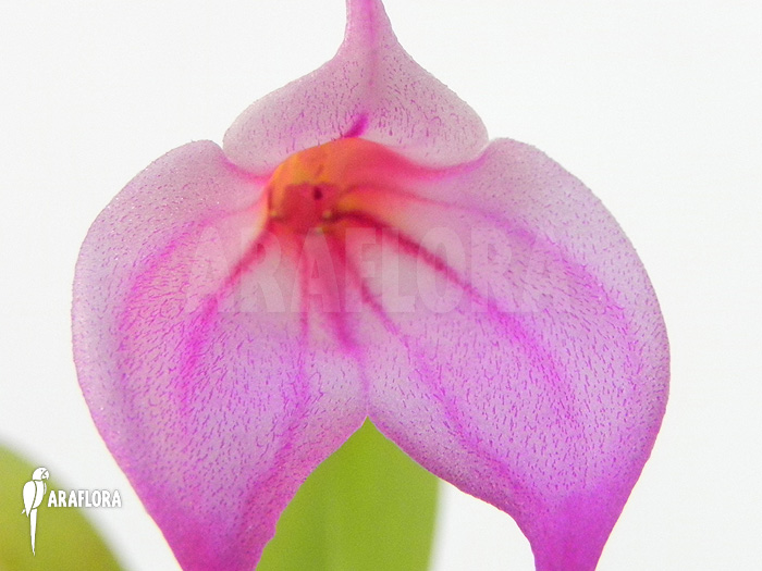 Masdevallia x ‚Pink‘