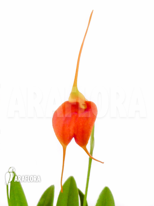 Masdevallia x new orange