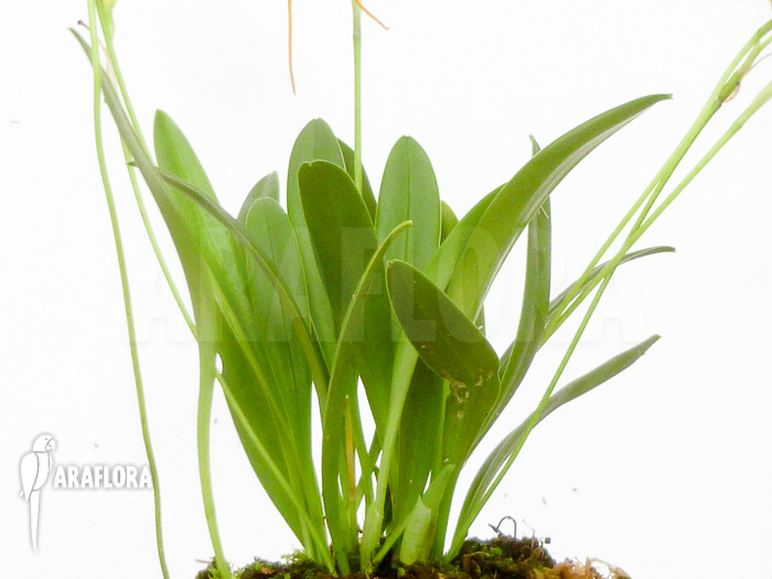 Masdevallia x new orange