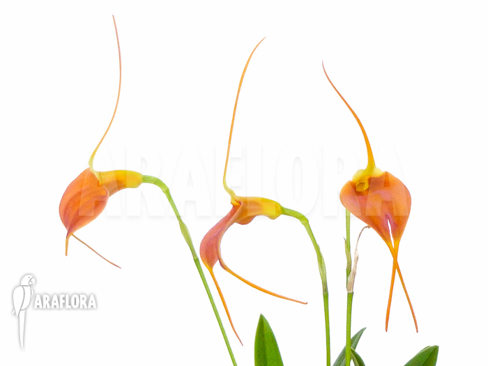 Masdevallia x new orange