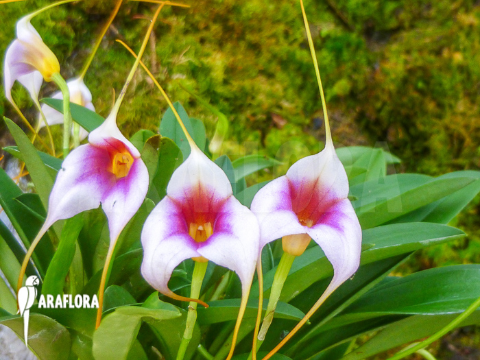 Madevallia x silver star