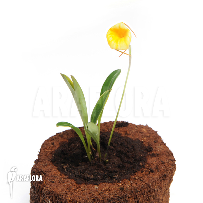 Masdevallia x Liana ‚Yellow‘