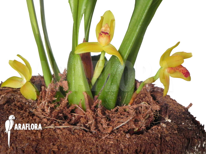 Maxillaria rufescens ‚yellow flower‘