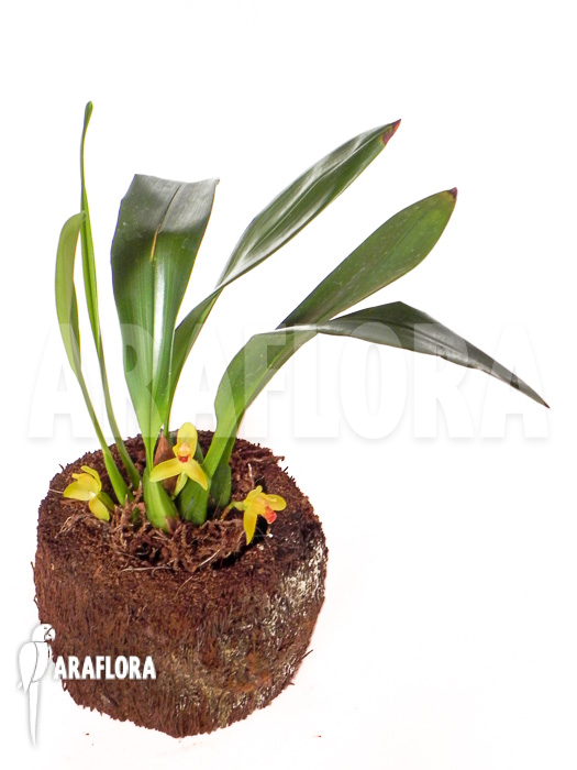 Maxillaria rufescens ‚yellow flower‘