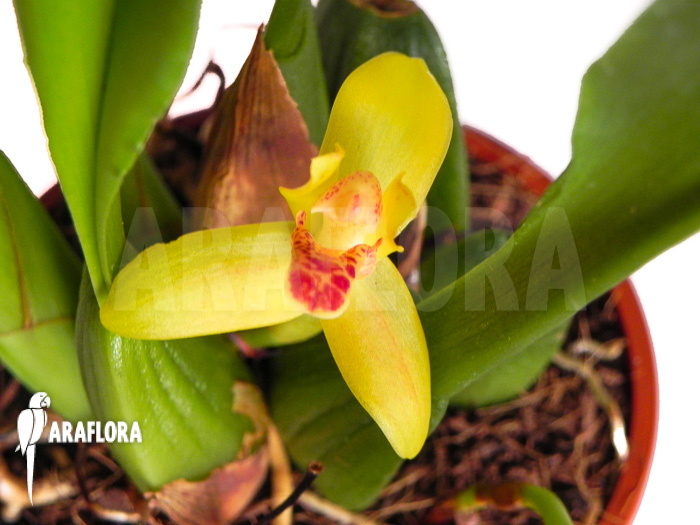Maxillaria rufescens ‚yellow flower‘