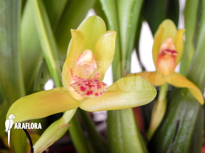 Maxillaria rufescens ‚yellow flower‘